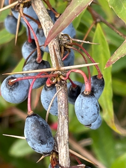IMG_2094.jpgねん８.jpg