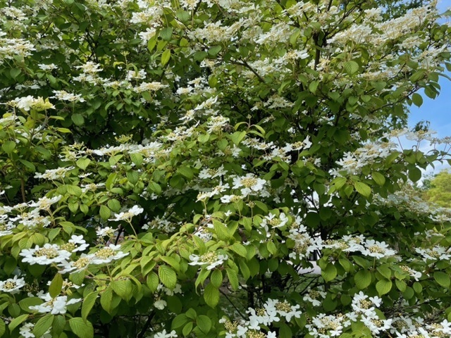 ５がつ３IMG_3568.jpg