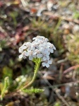 IMG_0592sai44.jpg