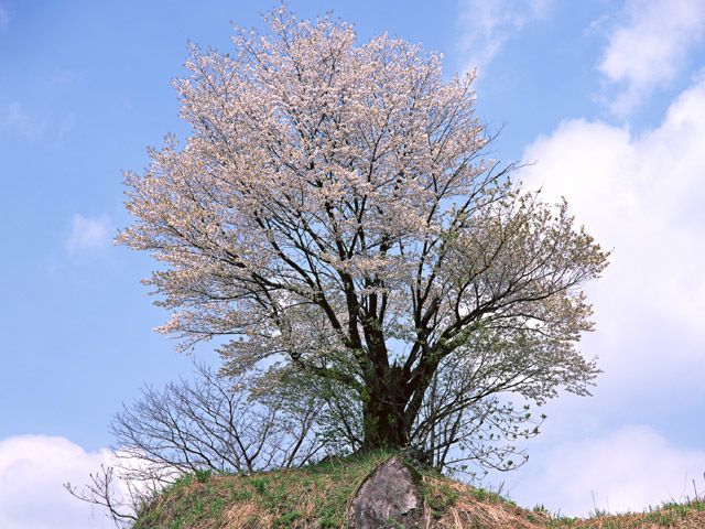 DC057_L.jpg