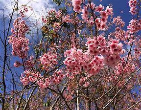 OIP.jpgタイの桜.jpg